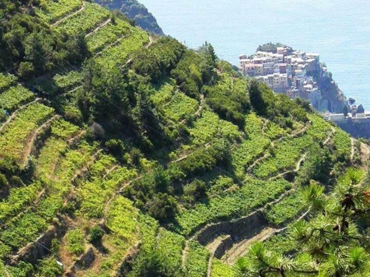 Liguria Home Ameglia Eksteriør billede
